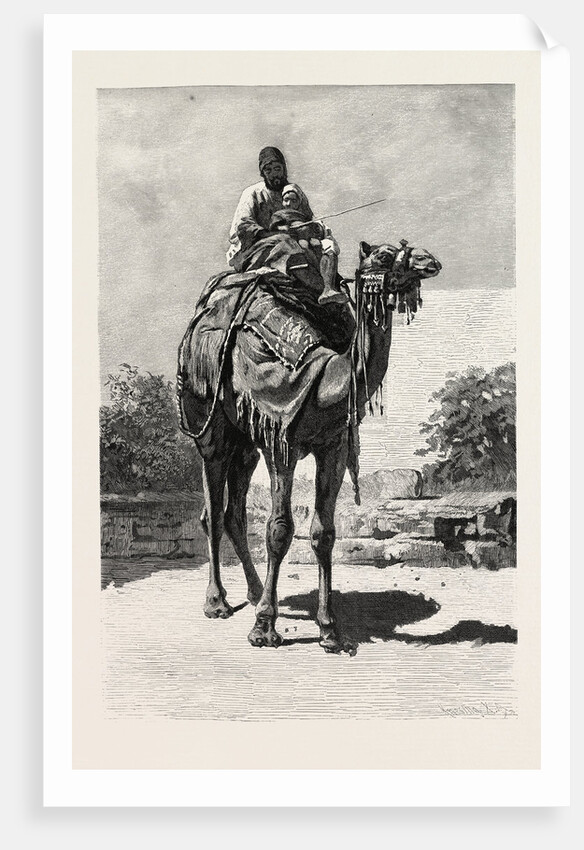 Camel Rider by Anonymous