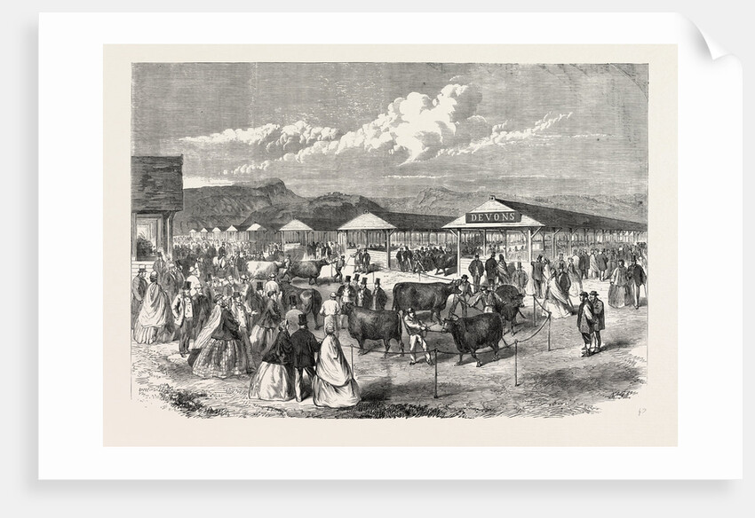Judging the Cattle at the Plymouth Agricultural Show, UK, 1865 by Anonymous