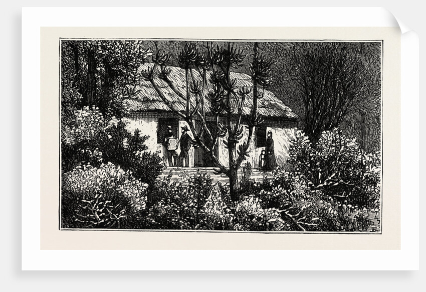 A Cottage in the Bush, Cape Colony, South Africa by Anonymous