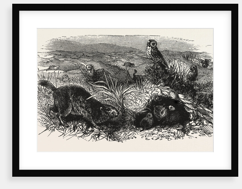 Prairie Dogs and Owls, Buenos Ayres, Trinidad and Tobago by Anonymous
