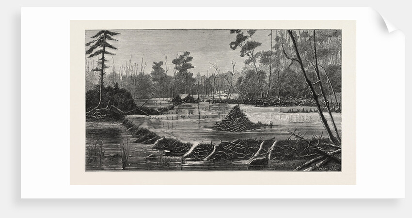 The Introduction of Beavers Into England, a Beaver Lodge and Dam by Anonymous