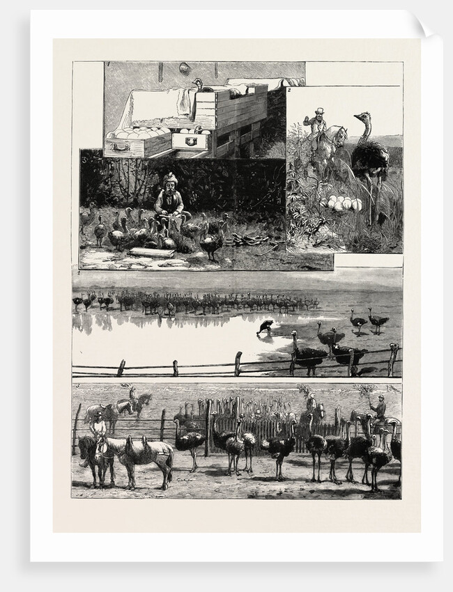 Ostrich Farming at Heatherton, Near Grahamstown, South Africa by Anonymous