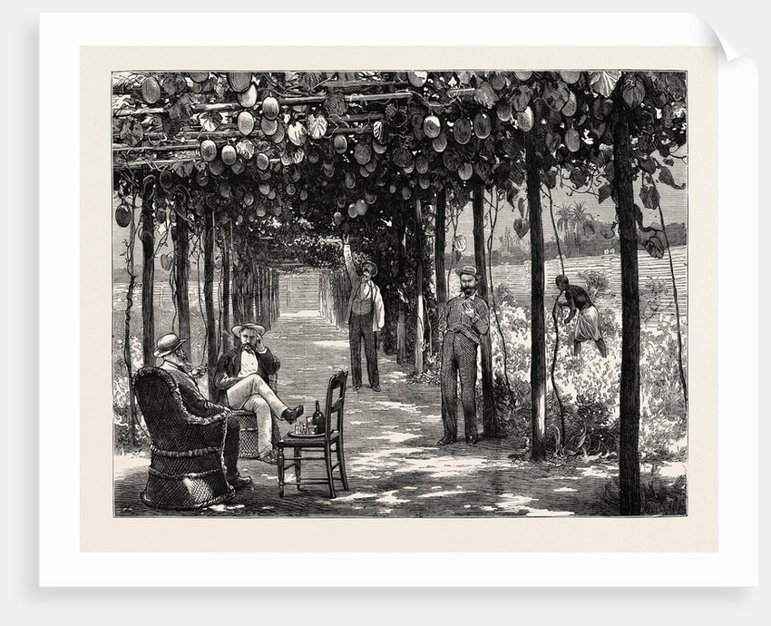 Vinery of Maracitja, at Emboma, Congo River, Coast of Africa by Anonymous