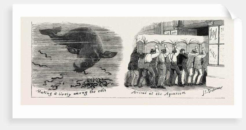 The Whale at the Westminster Aquarium, London by Anonymous