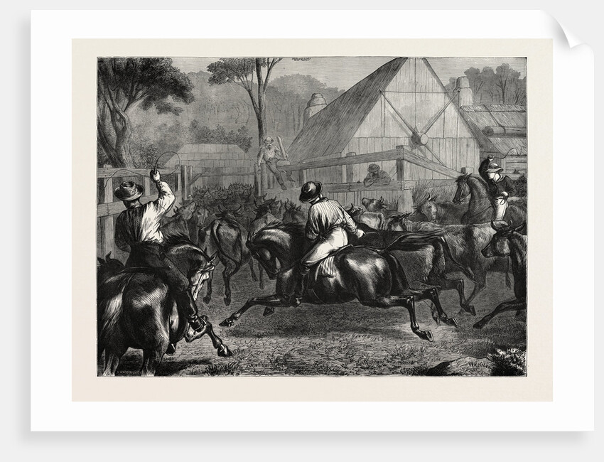 Mustering Cattle in Australia, 1871 by Anonymous