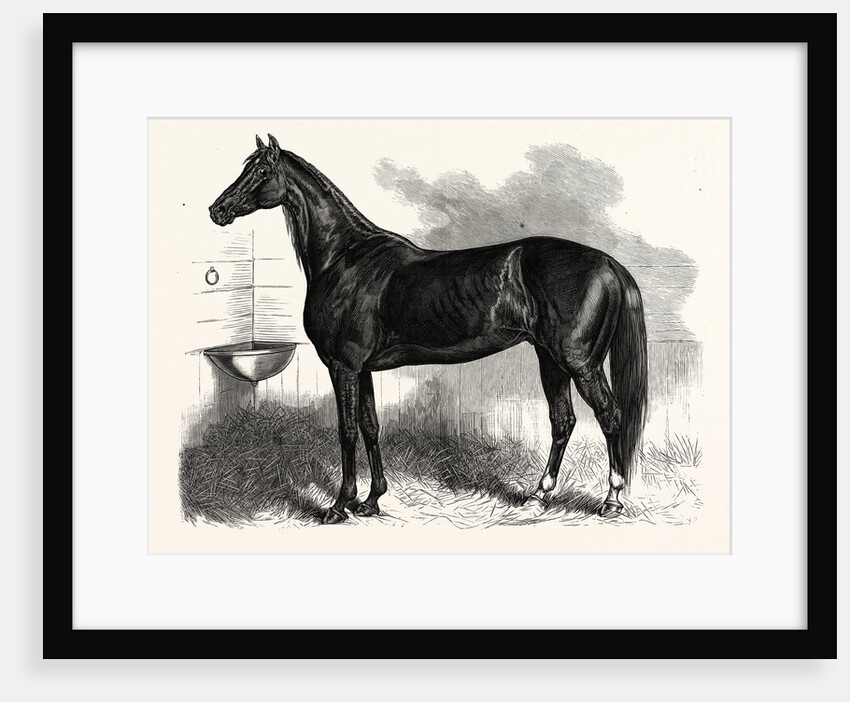 Connecticut: St. Julien Who Beat His Own and the Best One-Mile Record at the Charter Oak Course Hartford by Anonymous