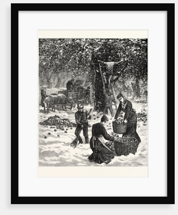 The Great October Storm, Farmers Hastily Gathering Their Apples in the Face of the Snowstorm in Western New York by Anonymous