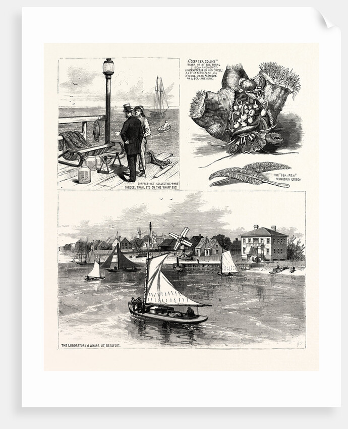 North Carolina: The Seaside School of the Johns Hopkins University of Baltimore, at Beaufort by Anonymous