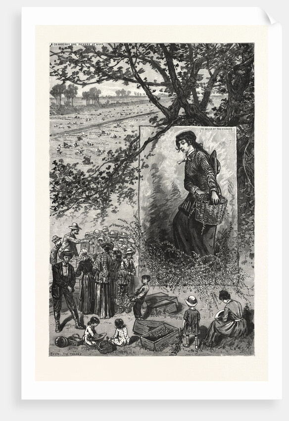New Jersey: Preparing for the Thanksgiving Dinner, a Scene on a Cranberry Bog in Ocean County by Anonymous