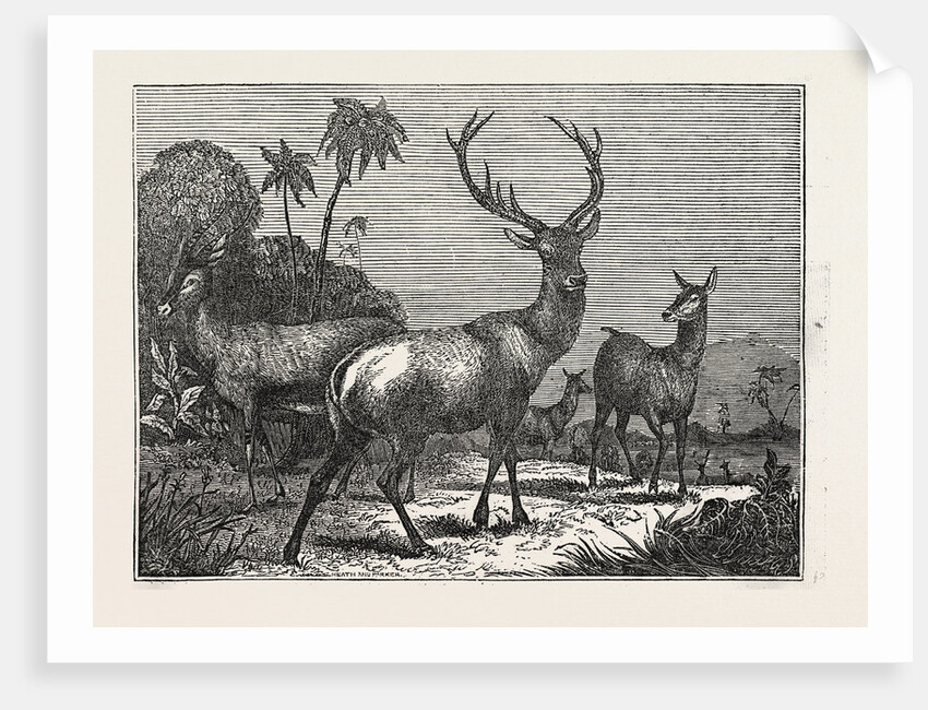 The Antelope by Anonymous