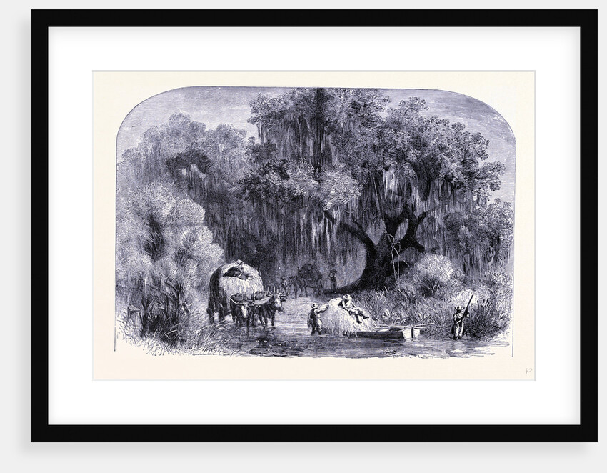 Rural Life by Anonymous