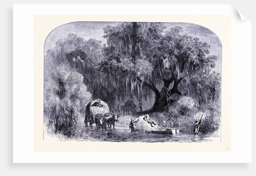 Rural Life by Anonymous