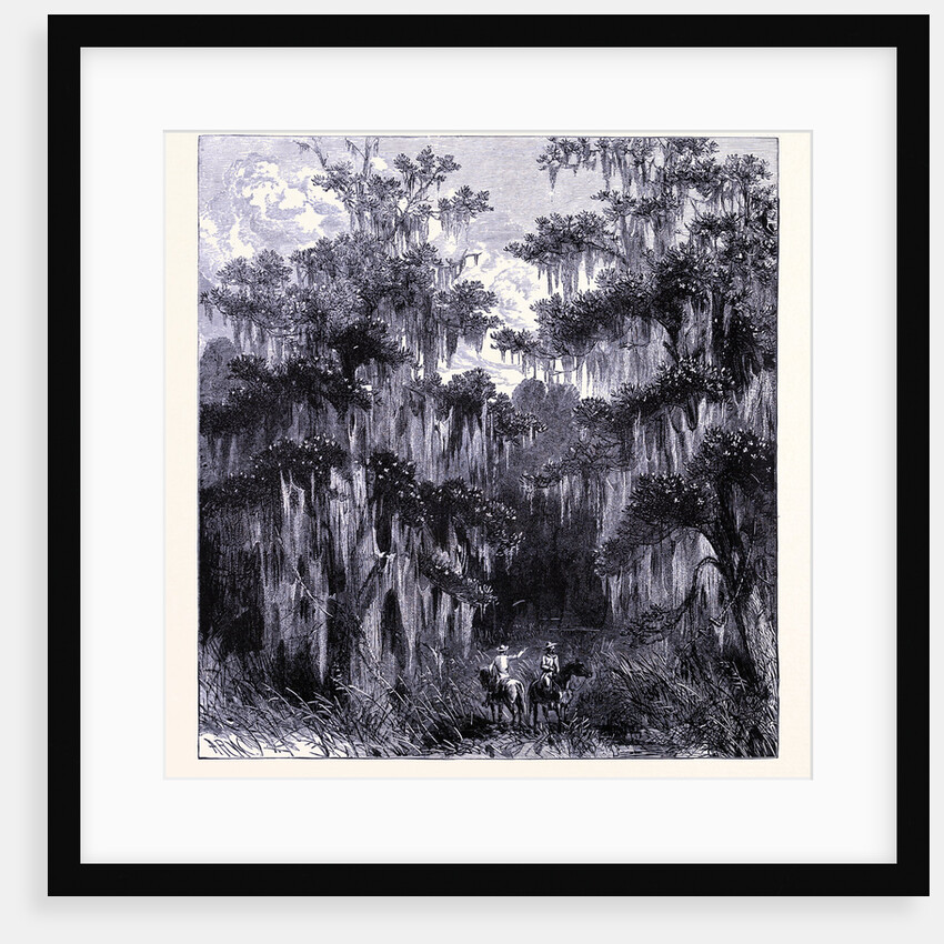 Magnolia Swamp by Anonymous