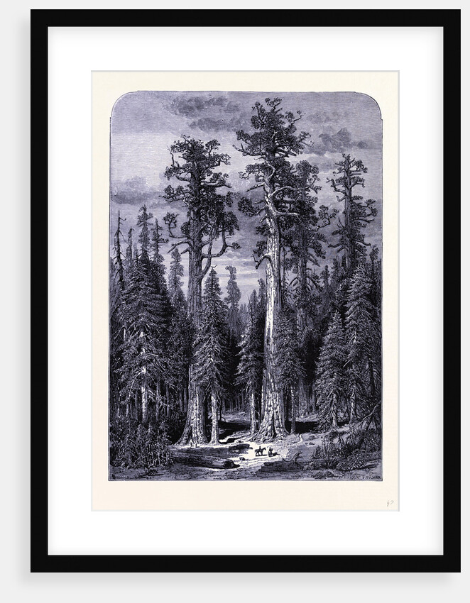 The Giant Trees in the Mariposa Forest by Anonymous