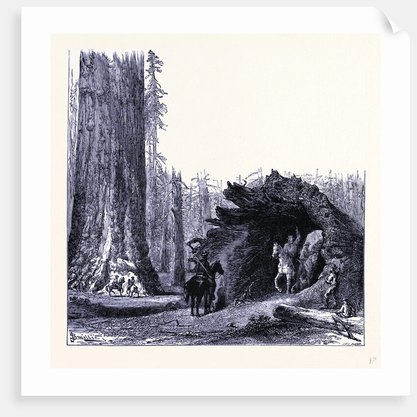 The Fallen Sequoia Tree by Anonymous