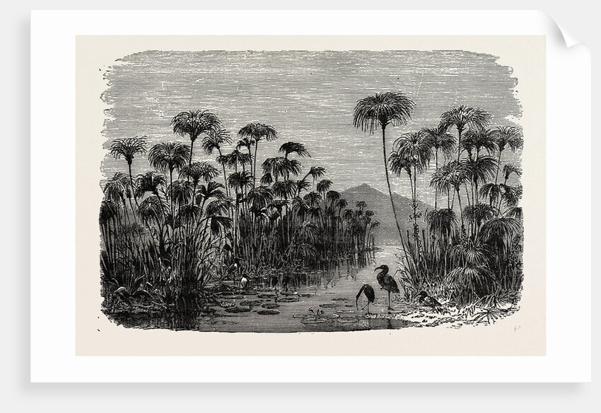 Scene On A Tributary Of The Nile (bulrushes, Ibis), Egypt by Anonymous