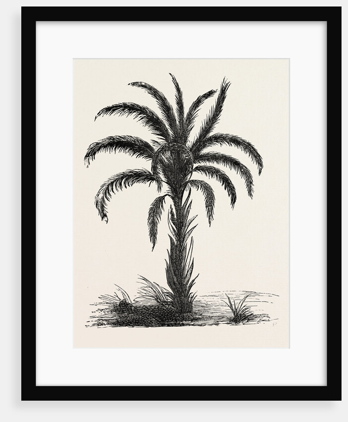 Oil-palm (eloeis Guineensis) by Anonymous