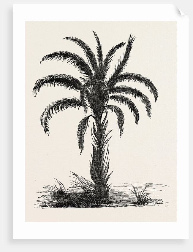Oil-palm (eloeis Guineensis) by Anonymous