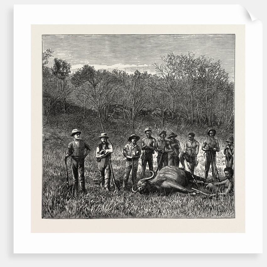 Buffalo Hunters in the Transvaal by Anonymous