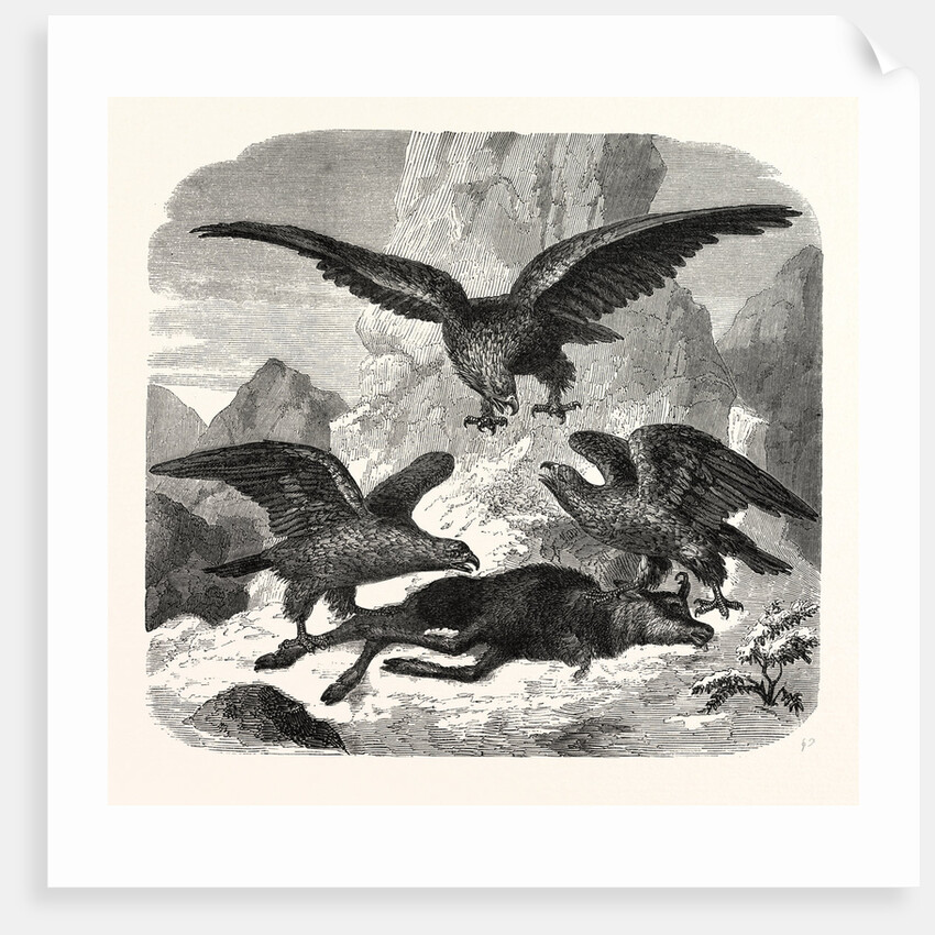 Eagles fighting over a chamois by Anonymous