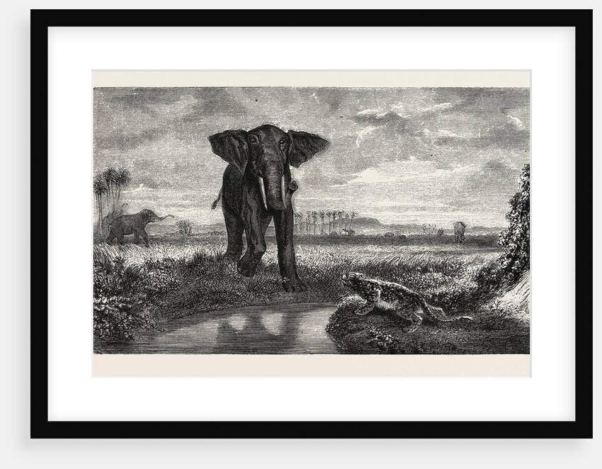 The Tiger and Elephant Painting by M. Decamps by Anonymous