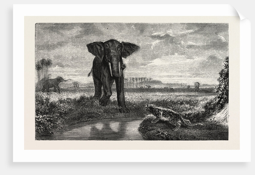 The Tiger and Elephant Painting by M. Decamps by Anonymous