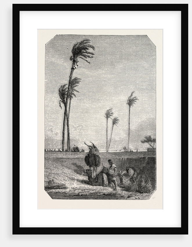 Harvest Dates in Egypt, Engraving 1855 by Anonymous