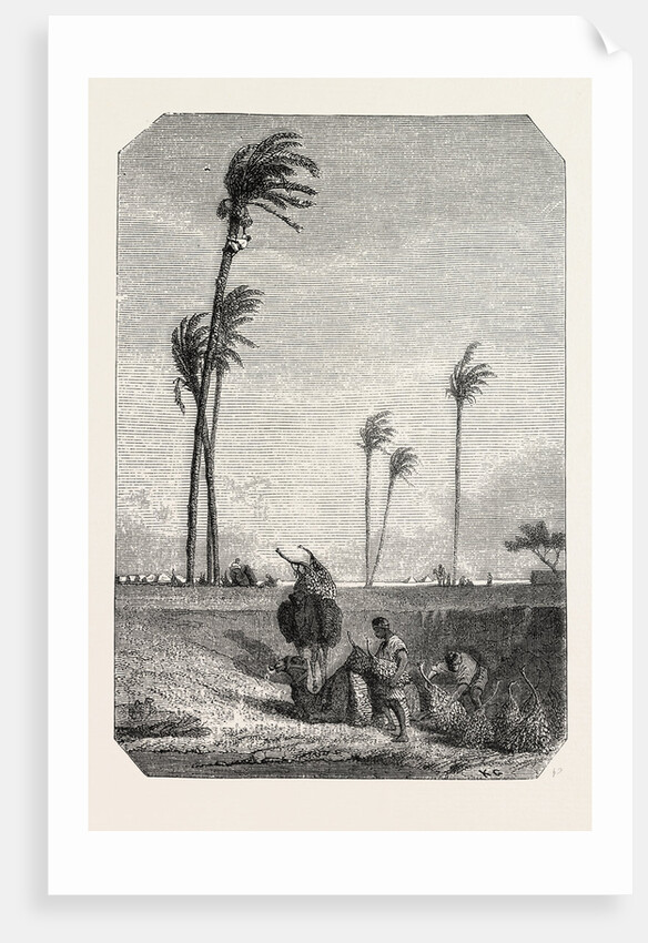 Harvest Dates in Egypt, Engraving 1855 by Anonymous
