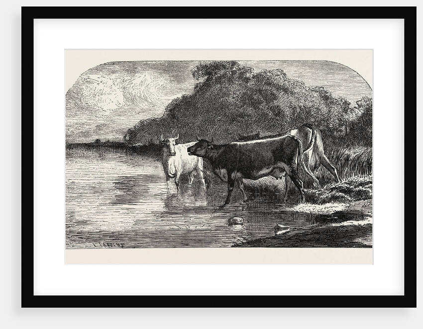 Cows at the Watering Hole, Engraving 1855 by Anonymous
