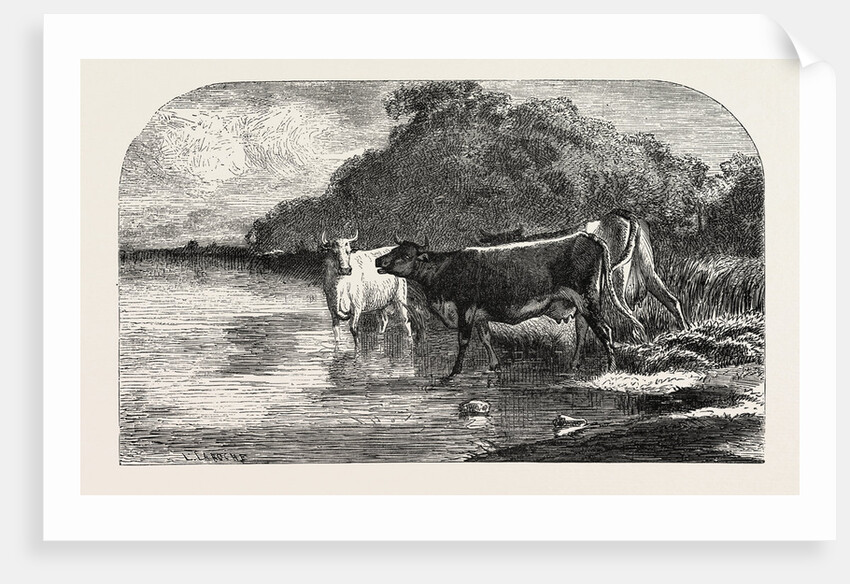 Cows at the Watering Hole, Engraving 1855 by Anonymous