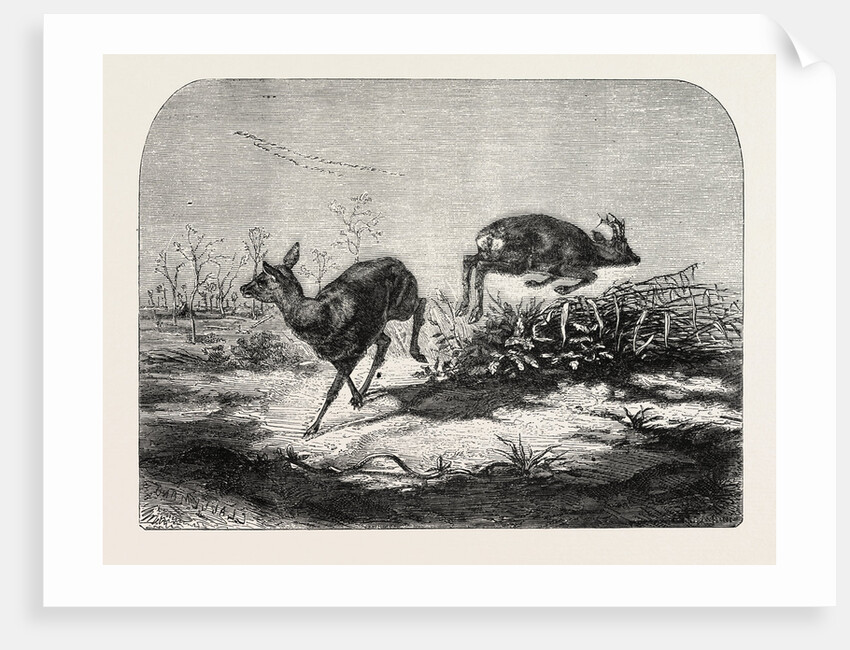 Deer Surprised by Mr. Haffner by Anonymous