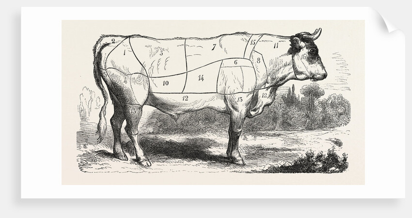 Tax Butchery Paris. Division by Categories of Beef. France by Anonymous