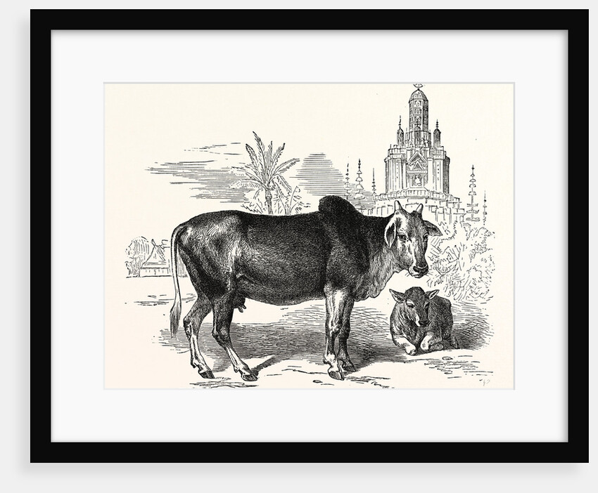 The Indian Zebu (Bos Indicus) by Anonymous