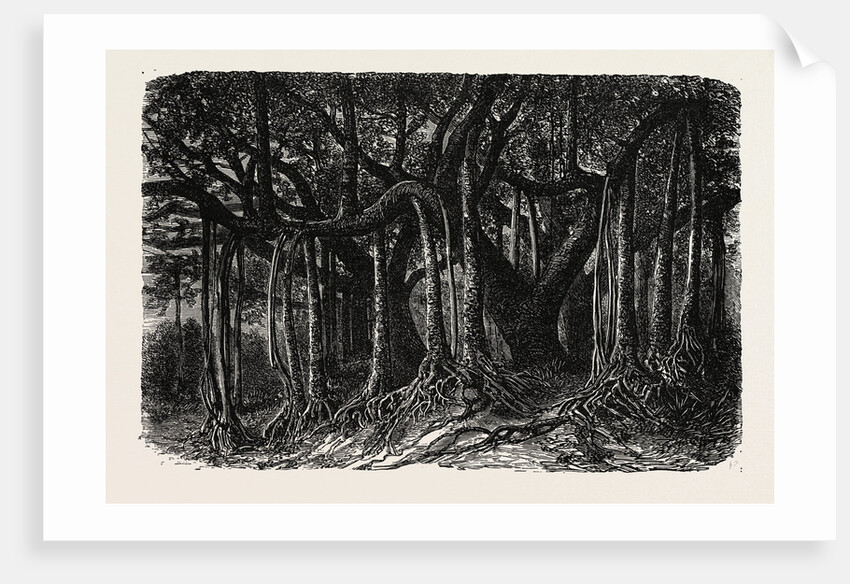 The Great Banyan, or Sacred Tree, of India (Ficus Indica) by Anonymous