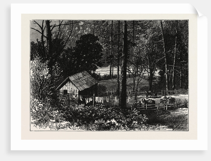 A Miner's Cabin by the American River, California by Anonymous