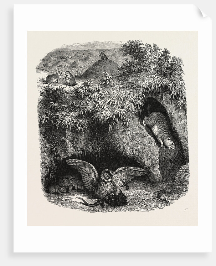 A Prairie Dog Town by Anonymous