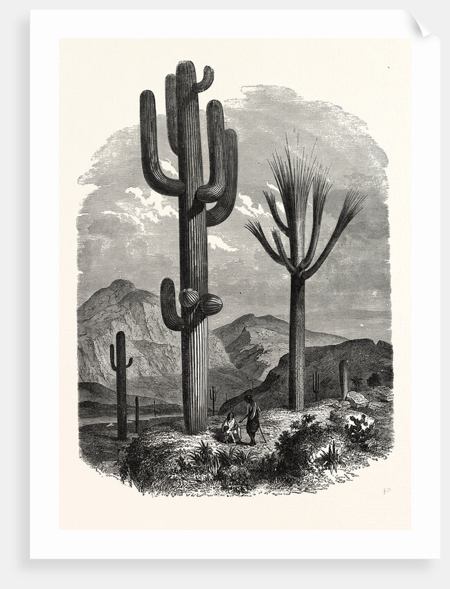 The Cereus Giganteus, or Monumental Cactus by Anonymous