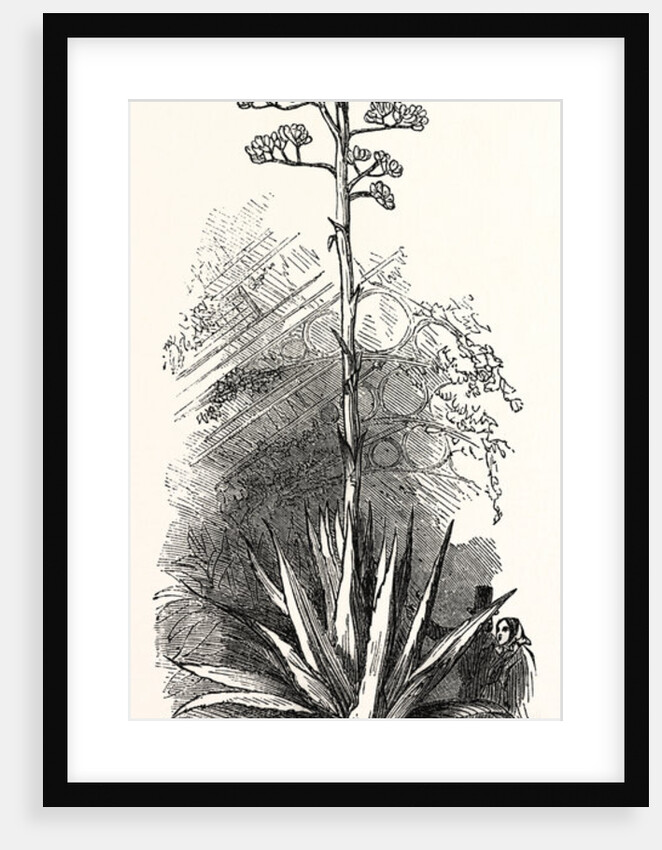 The American Aloe by Anonymous
