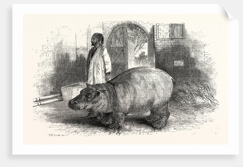 The Behemoth, or Hippopotamus by Anonymous