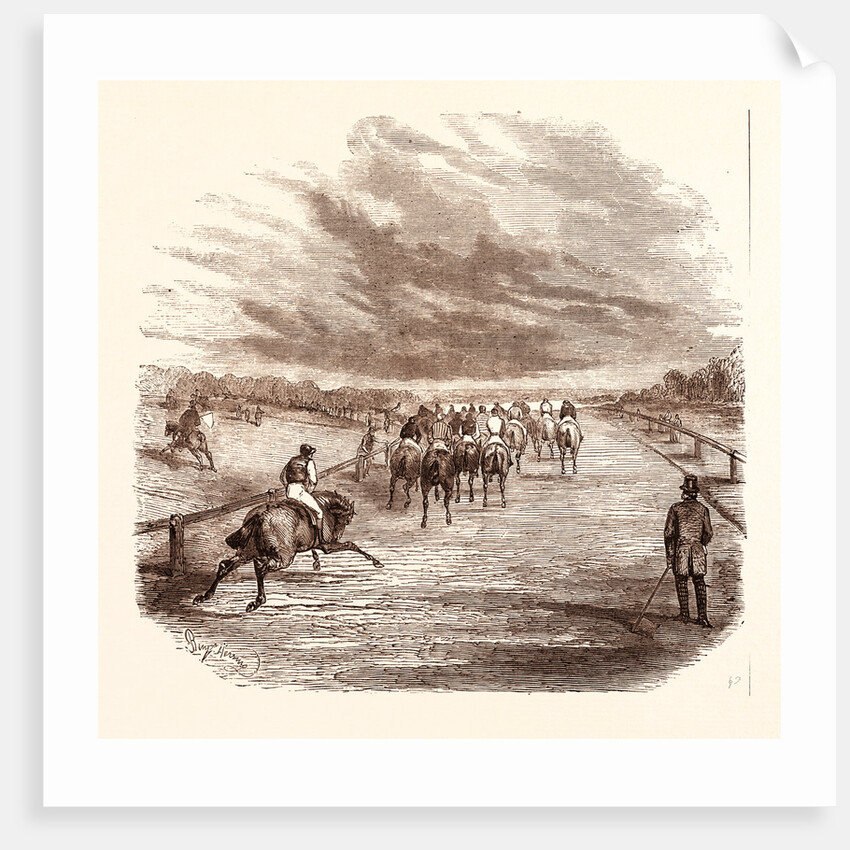 Thoroughbred by Anonymous