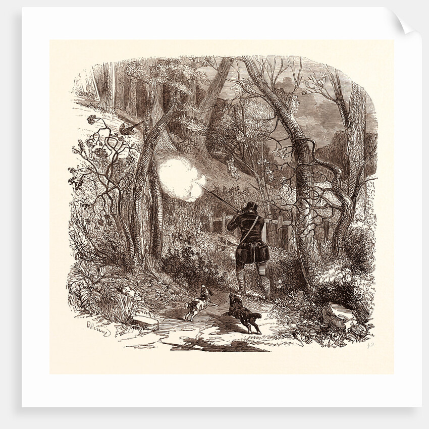 Pheasant Shooting in October by Anonymous