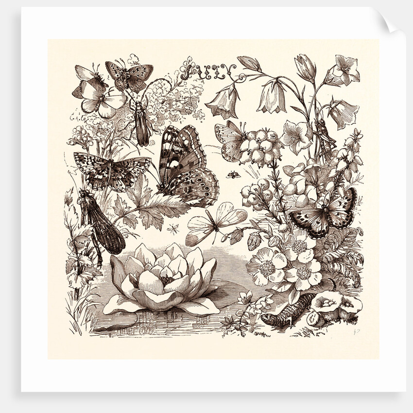 July by Anonymous