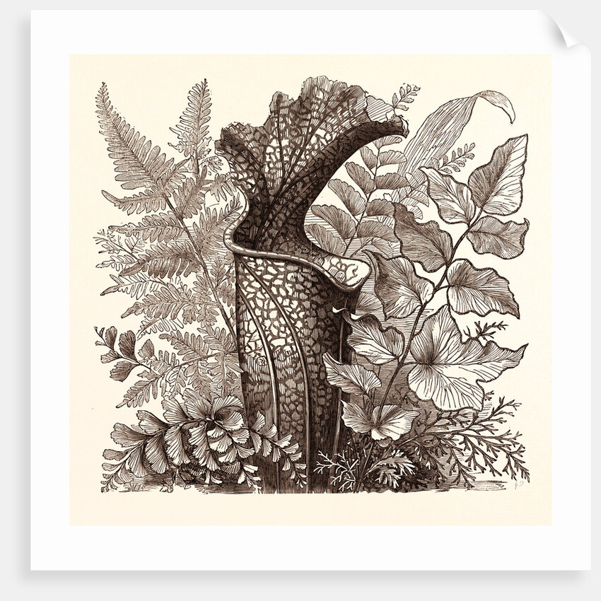 January. Pteris Argentea. Andiantum Formosum. Sarracenia Drummondi. Adiantum Cultratum. Pteris Macrophyllus. Dania Diversifolia. by Anonymous
