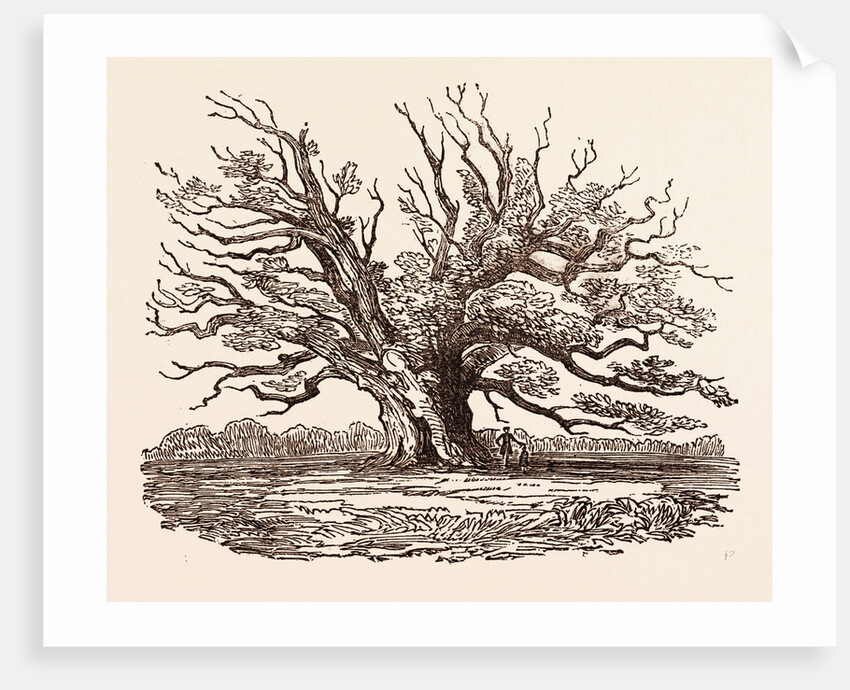 The Fairlop Oak, in Hainault Forest in the London Borough of Redbridge by Anonymous