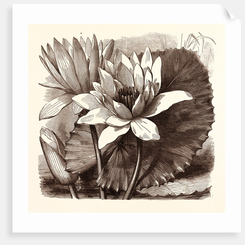 October. Nymphaea Coerulea. Nymphaea Devoniensis by Anonymous