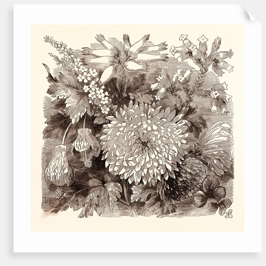 November. Babingtonia Camphorosma by Anonymous