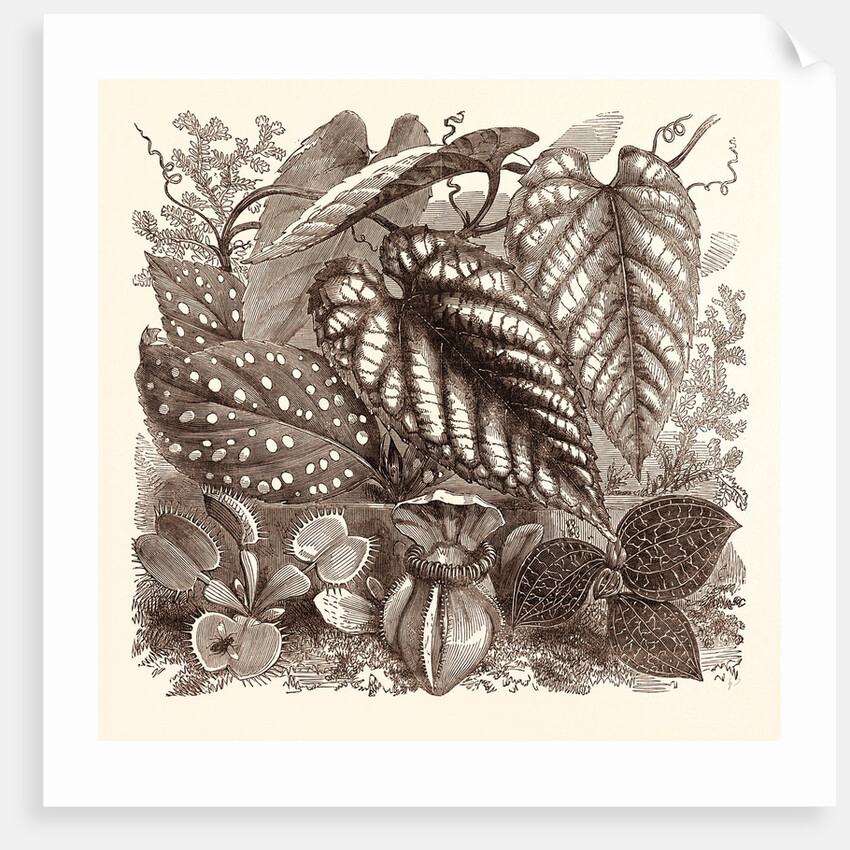 December. Sonerilla Margaritacea. by Anonymous