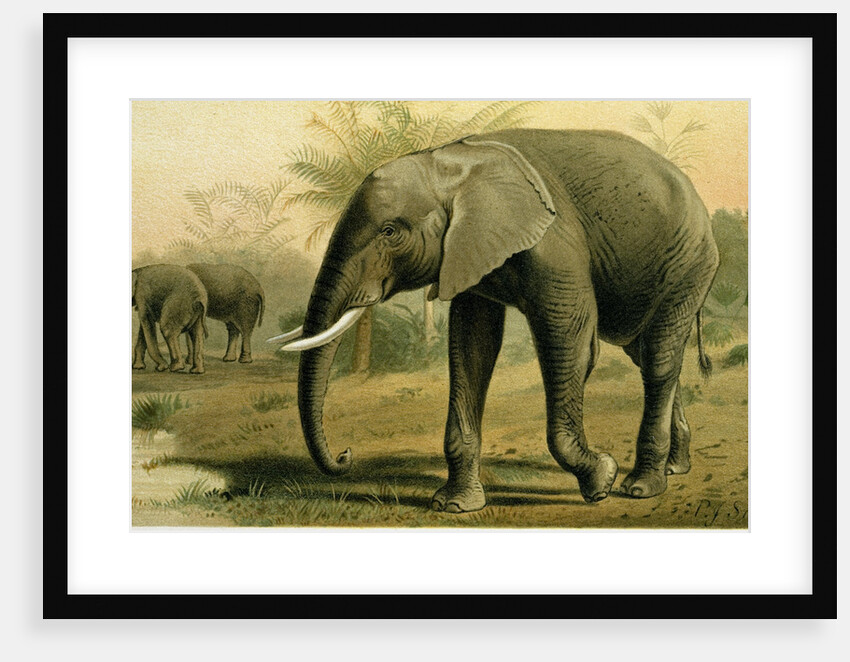 African Elephant by Anonymous