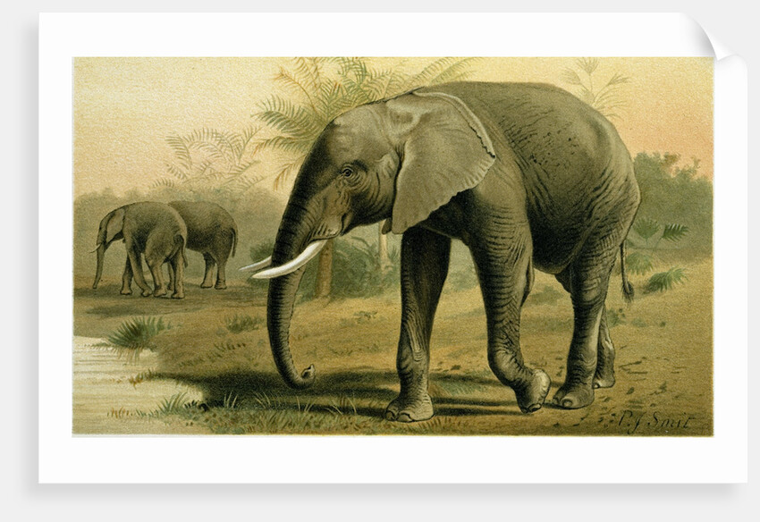 African Elephant by Anonymous