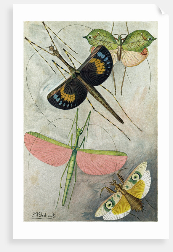 Orthoptera by Anonymous